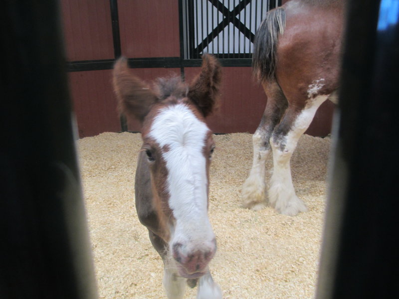 1 day old Clydesdale