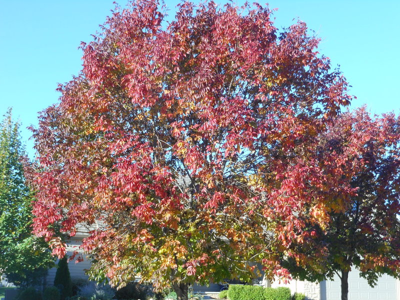 It's that time of the year, and although this tree is in my front yard, it got me in the mood for riding the Kansas countryside and watching the trees paint the view.