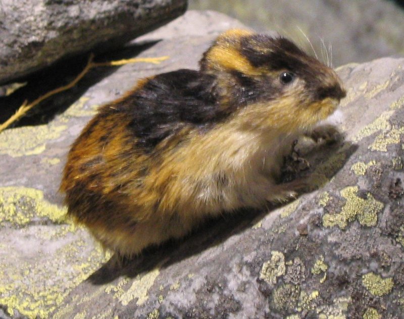 lemming.jpg