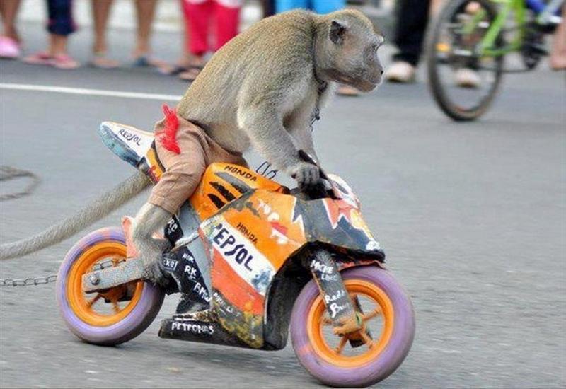 monkey on repsol (Medium).JPG