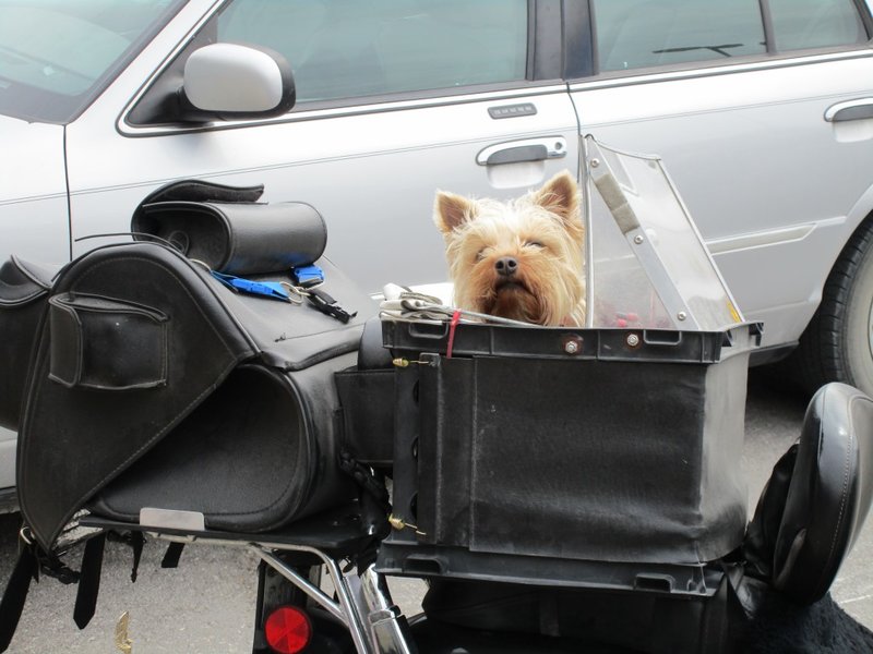 Penney the Romeo dog guarding Ruth's bike.