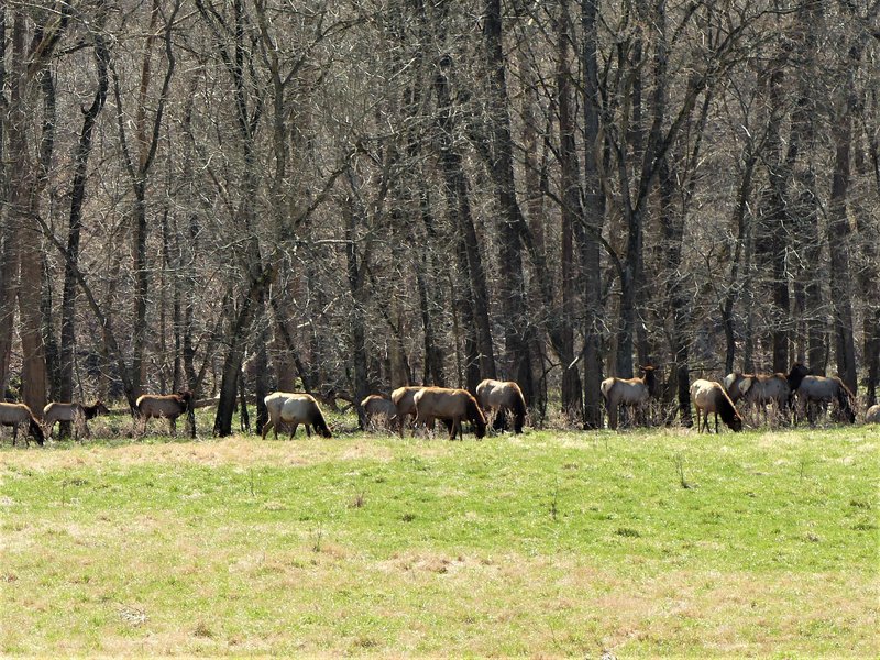 Elk