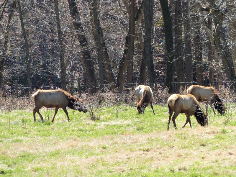 Close up of Elk (600mm)