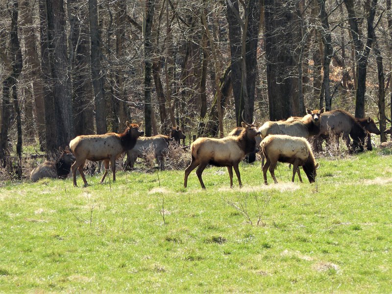 Elk from last week, in case you missed it in &quot;riding events&quot;