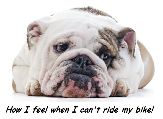 Sad Bulldog 1.jpg
