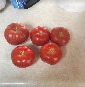 Tomatoes.JPG