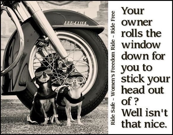 Biker Dogs.jpg