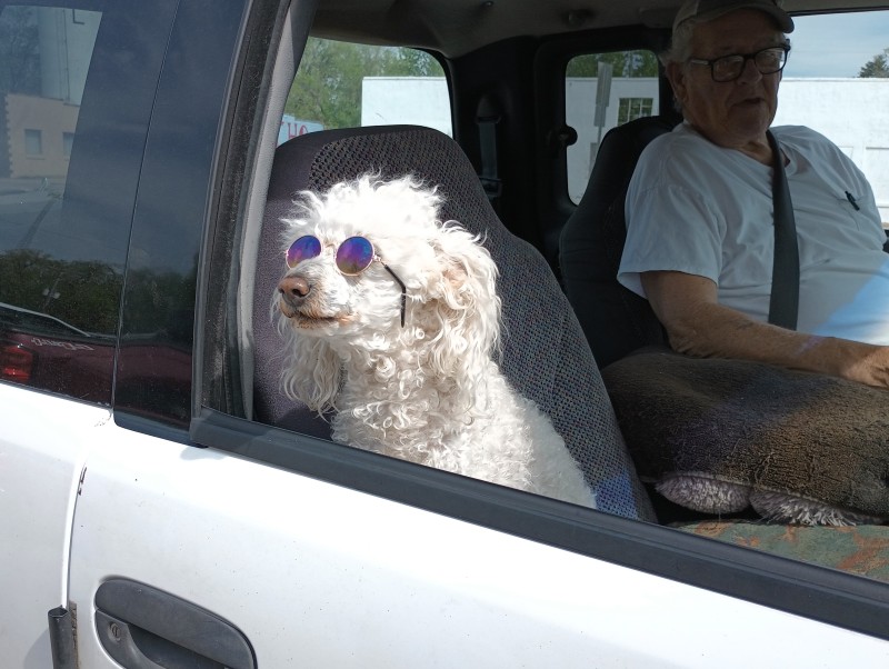 There were 2 twin poodles (one was camera shy)