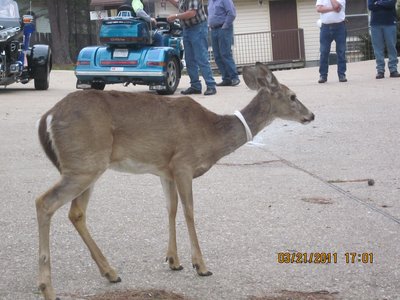 Deer
