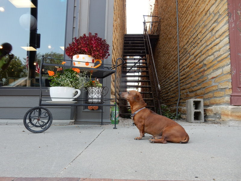 Our mascot Leo waiting to hit the road.