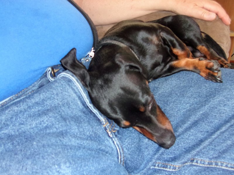 One worn out wiener dog after a long ride.