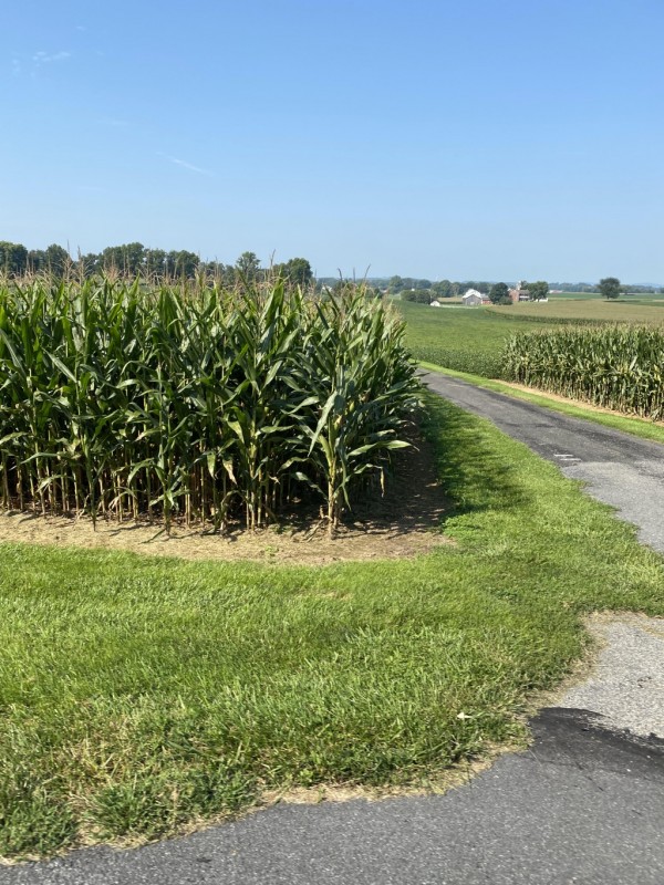 Lots of "COW CORN"
