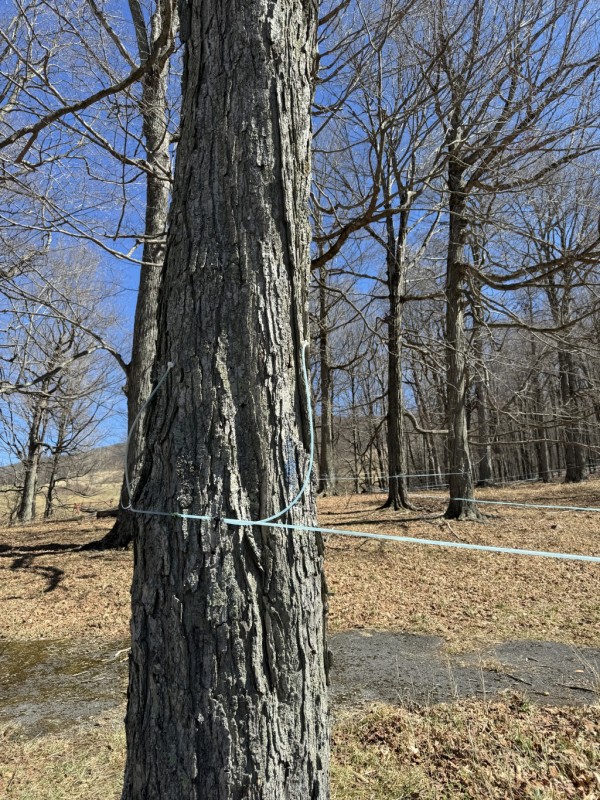 See the tubing running between all the trees?  miles of it