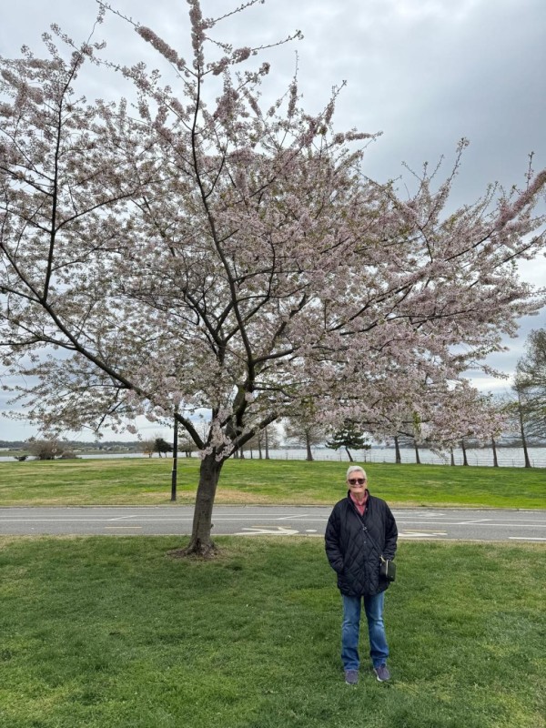 At Hains Park we found our cherry blossoms.